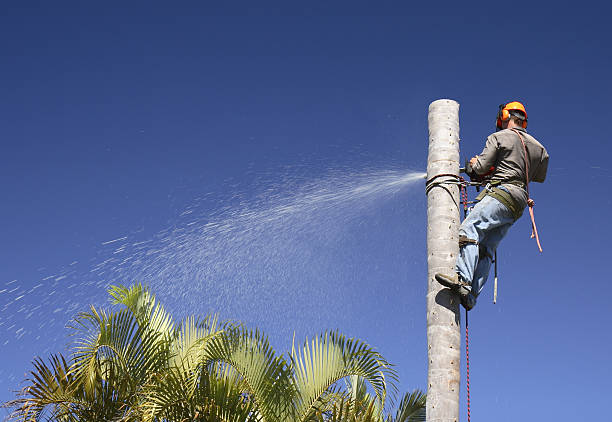 Best Tree Mulching  in Harwich Port, MA